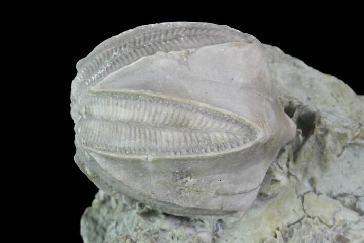 Blastoid (Pentremites) Fossil - Illinois #95948